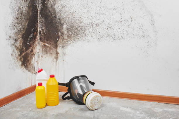 Best Attic Mold Remediation in Glenvar Heights, FL