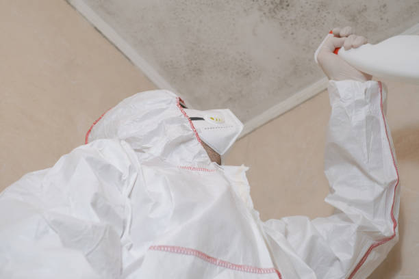 Best Basement Mold Remediation in Glenvar Heights, FL