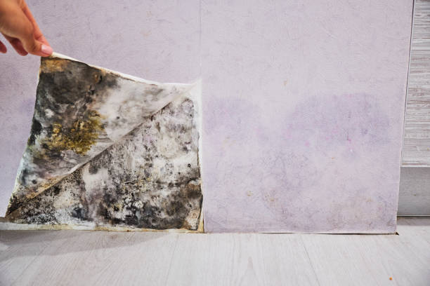 Best DIY Mold Remediation Support Services in Glenvar Heights, FL